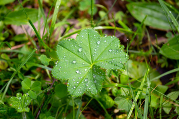 Dew on the leaves and grass after the rain. Nature