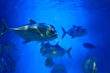 many fish under water. underwater life