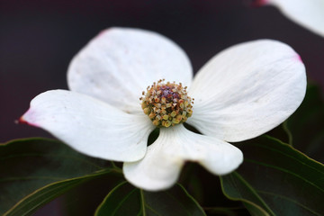 Cornus kousa is originally from China, Japan and Korea
