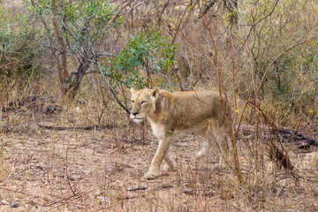 Lion from Kruger National Park, South Africa
