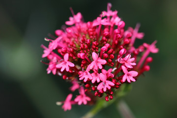 Fototapeta premium Centranthus ruber 'Coccineus' or Red Valerian deep pink- red flowers is a perennial