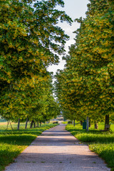 Spring landscape, linden alley, footpath in nature park, Slovenska Bistrica