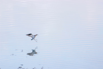Greater yellowlegs bird in the salt marsh reflected in water