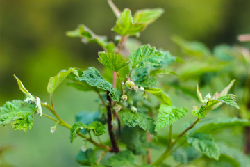 green round leaves surface textures background