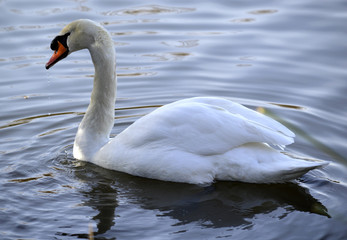 Fototapeta premium Swan swimming in a lake, ripples and light reflecting