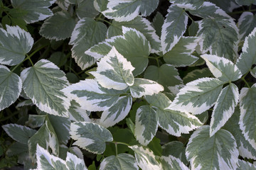 Natural background. Leaves pattern.