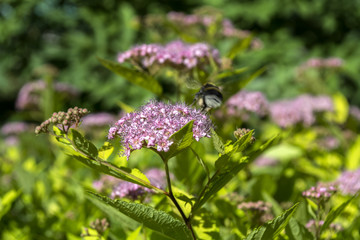 The bee on a blooming shrub.