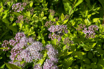 The bee on a blooming shrub.