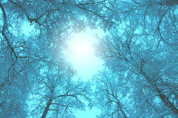 Bottom view of snow covered trees.Winter scenery.Frosty morning landscape.Natural background.Treetops