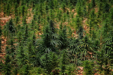 Cannabis Sativa Field, Lebanon