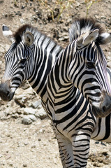 TWO HEADED ZEBRA
