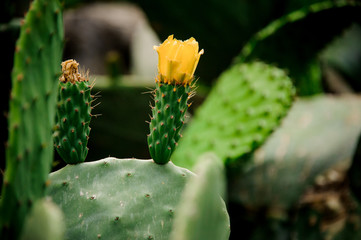 Big flowering cactus leaves on the blurred background