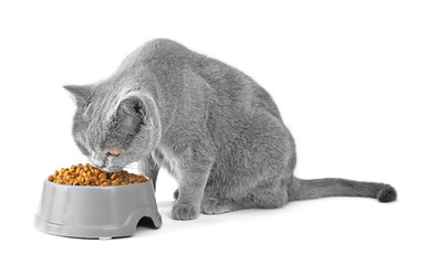 A cat on a white background eats food from a bowl