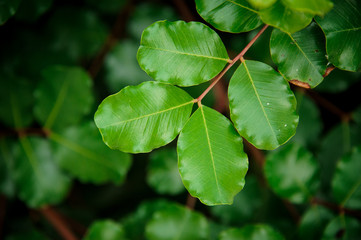 Amazingly beautiful branch of a green plant