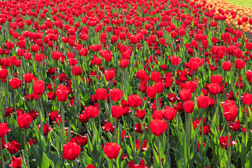 Beautiful red tulips nature background