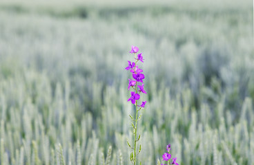 Beautiful violet flower on a green field