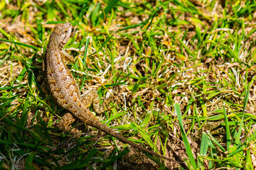 Lizzard in the grass