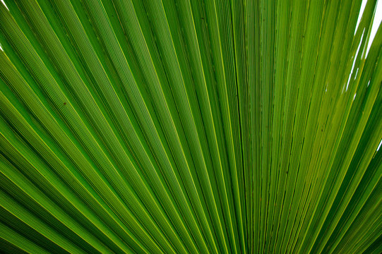 Abstract image of green palm leaf for background