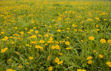 A field of blossoming yellow dandelions in the spring