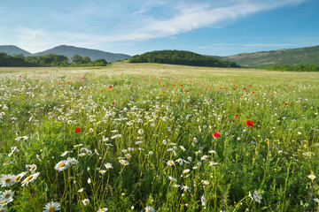 Obraz premium Spring daisy flowers in meadow.