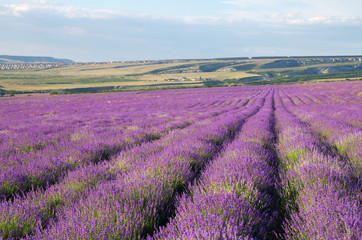 Plakat Meadow of lavender.