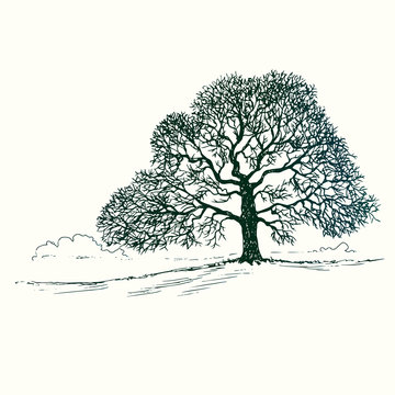 Oak tree silhouette, hand drawn doodle, sketch in pop art style, black and white vector illustration