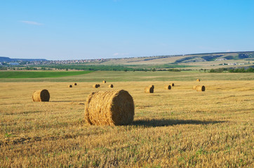 Fototapeta na wymiar Round straw bales on field