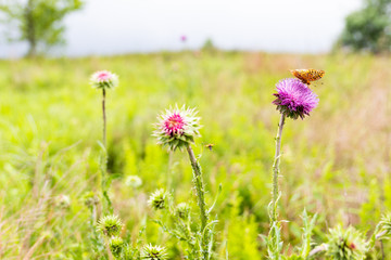 Butterfly and Thistle