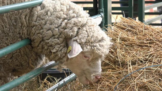 Sheep eating hay in barn, dairy animals feeding
