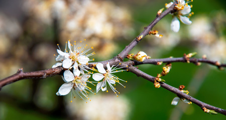 Branch with beautiful small cherry flowers