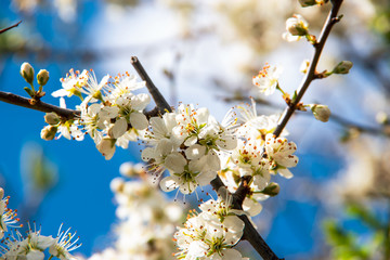 Beautiful cherry flowers on a sunny day