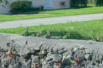 group of iguanas sunning on rock barrier