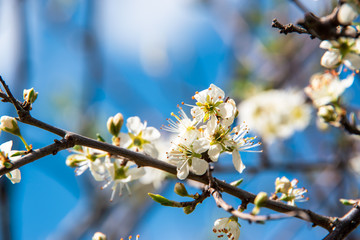 Small delicate white flowers on a branch. Cherry tree