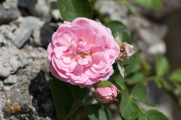 Pink climbing rose