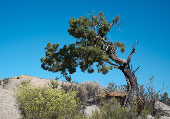 Wind Blown Juniper