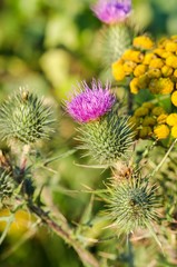 Flowering Thistle (Carduus crispus).