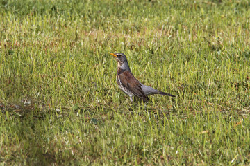 Obraz premium Wacholderdrossel