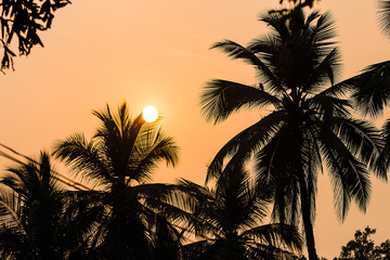 Palm trees at sunset