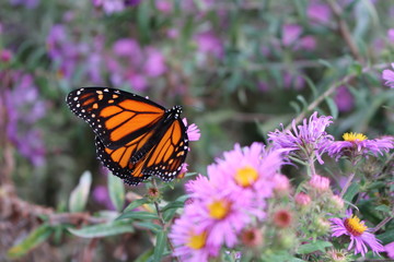 Fototapeta na wymiar Schmetterling 