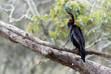 Fototapeta premium Anhinga australska - Anhinga novaehollandiae - Australasian Darter drying wings
