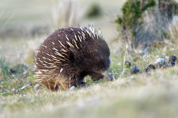 Tachyglossus aculeatus - Short-beaked Echidna in the Australian bush