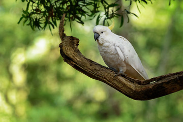 Cacatua galerita - Sulphur-crested Cockatoo sitting on the branch in Australia. Big white and...