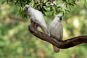 Cacatua galerita - Sulphur-crested Cockatoo sitting on the branch in Australia. Big white and yellow cockatoo with green background