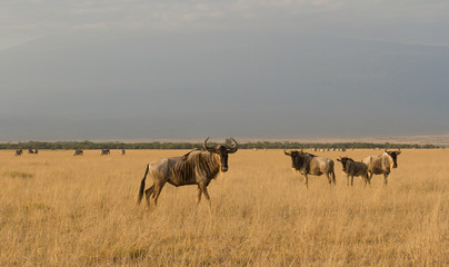 Wilder Beests at the foot of Mt. Kilimanjaro