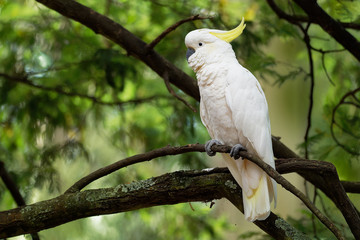 Cacatua galerita - Sulphur-crested Cockatoo sitting on the branch in Australia. Big white and...