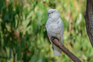 Cacatua galerita - Sulphur-crested Cockatoo sitting on the branch in Australia. Big white and yellow cockatoo with green background