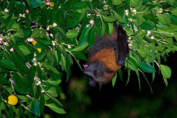 Pteropus poliocephalus - Gray-headed Flying Fox in the evening, fly away from day site and feeding on fruits, hang down on the branch