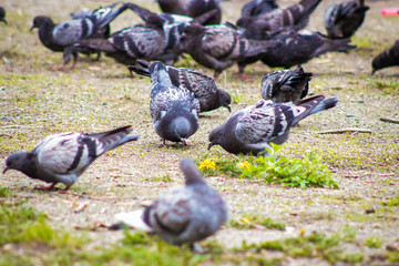 The dove is the bird of the city