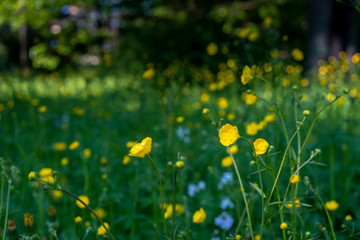 Yellow flowers in field with green background