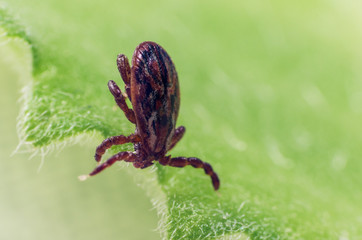 A dangerous parasite and infection carrier mite sitting on a green leaf